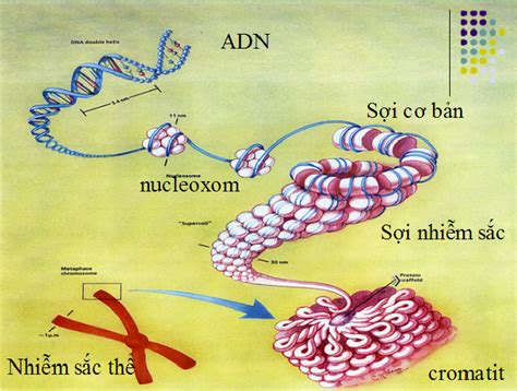 đột biến cấu trúc nhiễm sắc thể