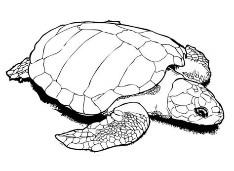 żółw morski kolorowanka