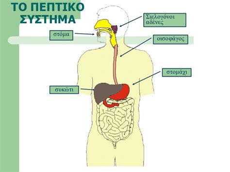 βιολογια α γυμνασιου πεπτικο συστημα