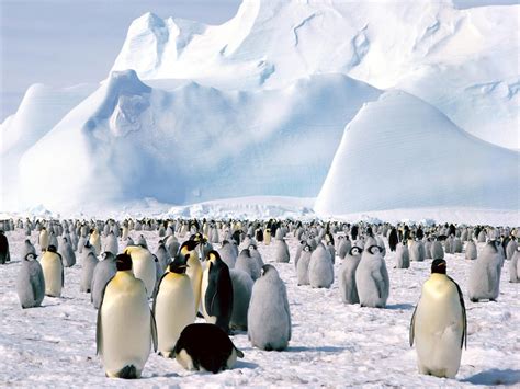 η ζωη των πιγκουινων