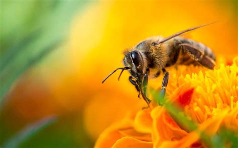 ποσο ζουν οι μελισσες