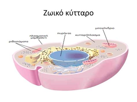 τι είναι το κυτταρο