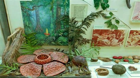 ботанічний музей в україні