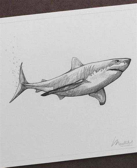 Как нарисовать акулу поэтапно 10 уроков