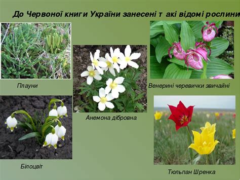 квіти які занесені до червоної книги україни