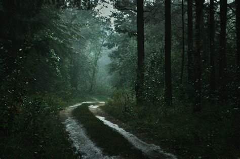 лес (...) дождь