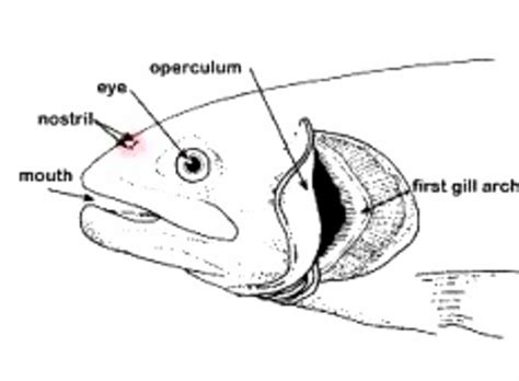 найдите у рыбы ноздри глаза боковую линию
