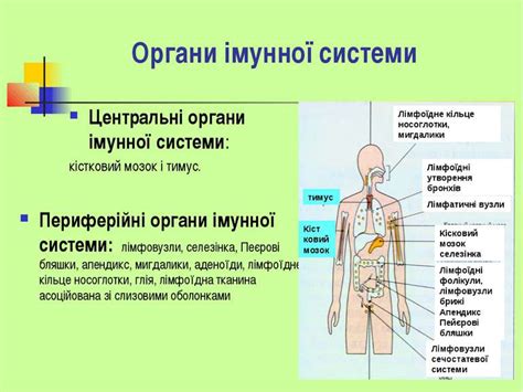 органи центральної імунної системи