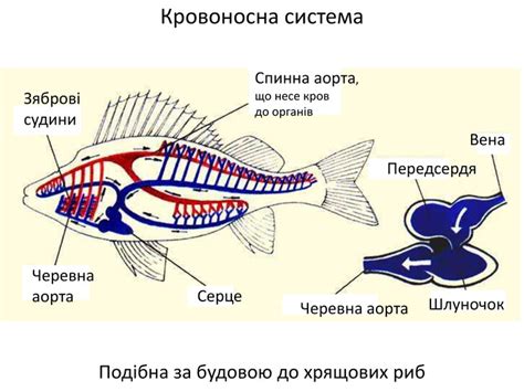 особливості будови серця у риб