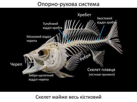 особливості будови скелета кісткових риб