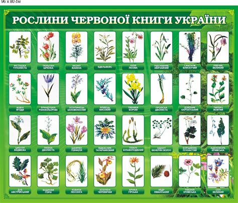 рослини червоної книги україни