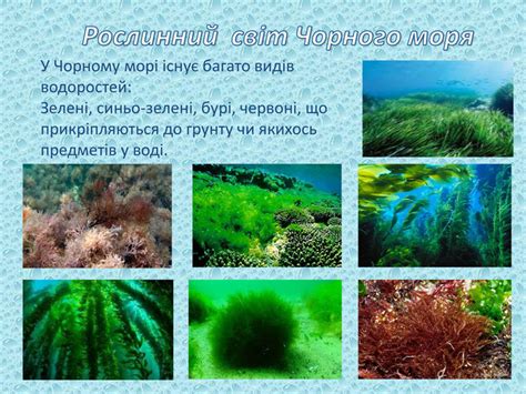 рослинний світ чорного моря