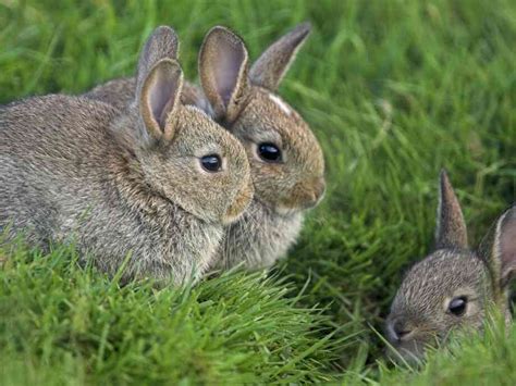 цікаві факти про зайця