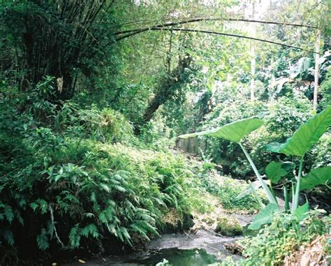 что представляли собой джунгли на берегах ганга
