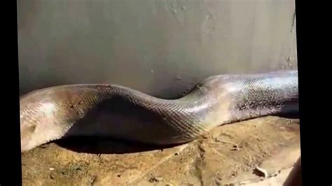 הנחש הכי גדול בעולם