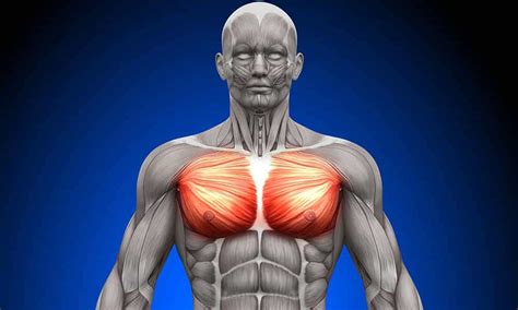 כמה סוגי שרירים יש בבטן