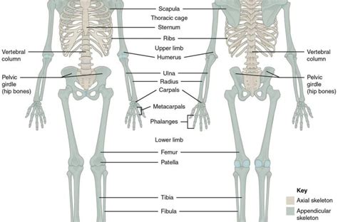 כמה עצמות בגוף האדם