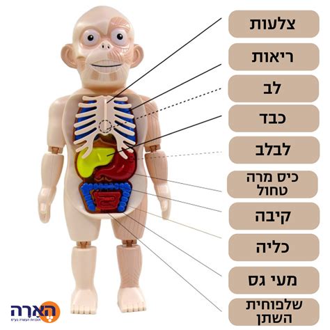 מבנה גוף האדם איברים פנימיים