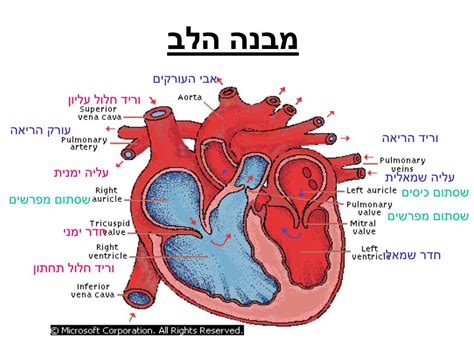 מבנה מערכת הלב והריאה