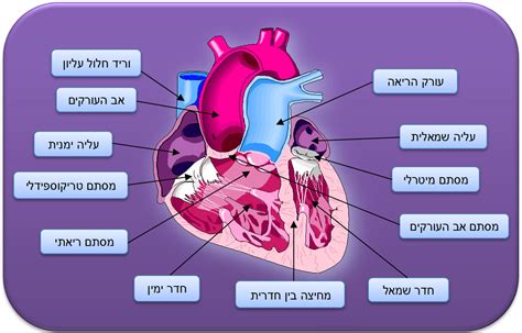 מיקום הלב בגוף האדם