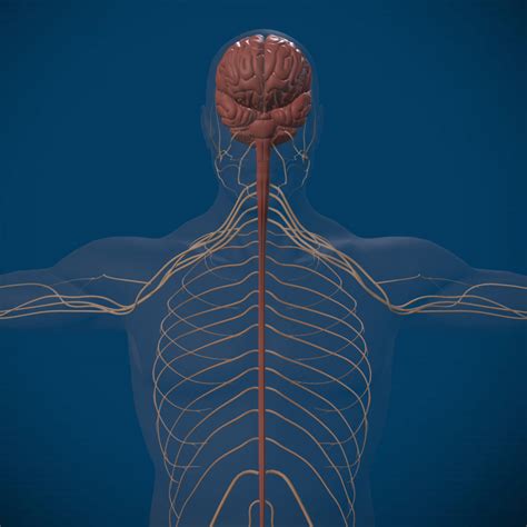 מערכת העצבים בגוף האדם