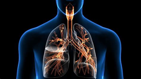 עובדות על מערכת הנשימה