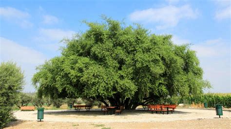 שמות של עצים בישראל