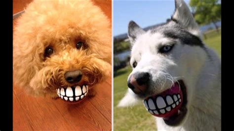 תמונות של כלבים מצחיקים