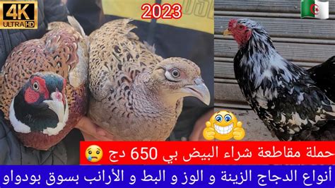 أسعار الدجاج اليوم في بودواو 2023
