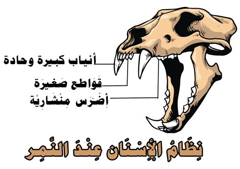 أنواع الأسنان ووظائفها عند الحيوان