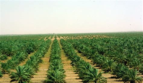 أهمية الزراعة في السعودية