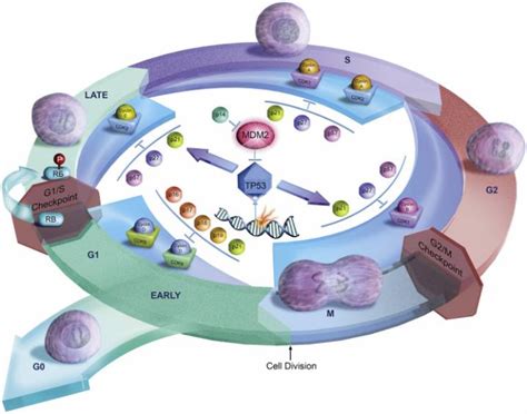 اثر المواد المسرطنة في انقسام الخلايا
