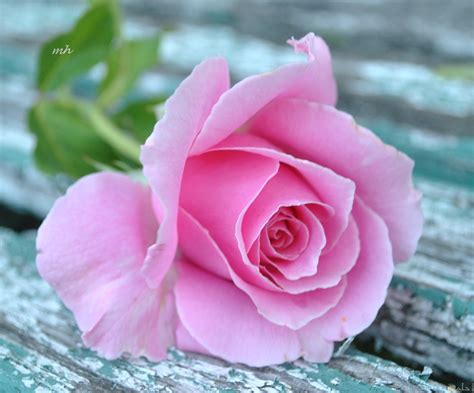 صور ورود حلوه , صورة اجمل زهور في العالم صباح الورد
