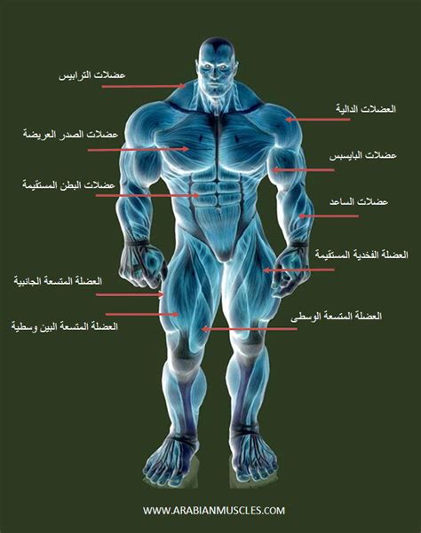 أقوى 7 عضلات في جسم الإنسان