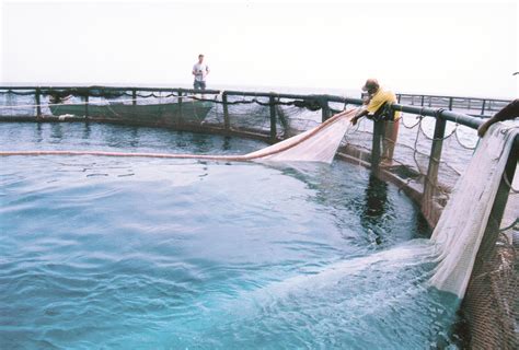 الثروة السمكية في سلطنة عمان