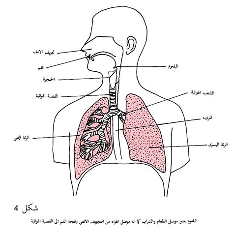 الجهاز التنفسي عند الانسان