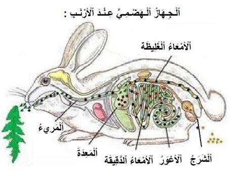 الجهاز الهضمي عند الحيوان