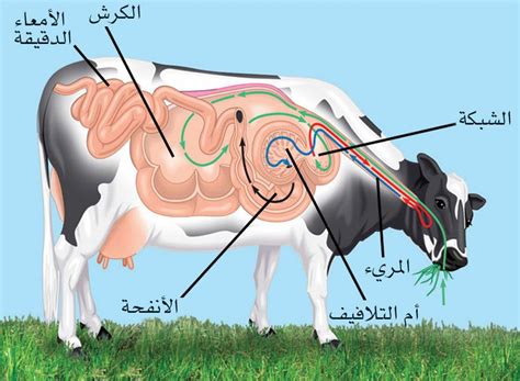 المسار الصحيح للغذاء في الجهاز الهضمي لأحد الحيوانات هو لمحة معرفة
