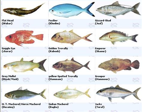 انواع الاسماك في الامارات
