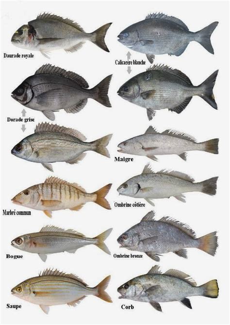 انواع الاسماك في المغرب