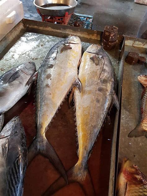 انواع الاسماك في عمان