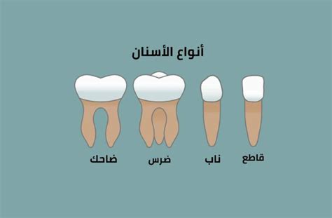انواع الاسنان عند الانسان