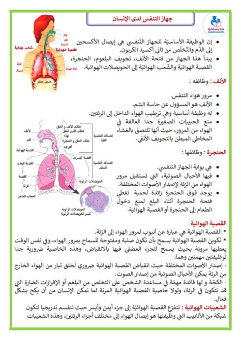 بحث حول الجهاز التنفسي