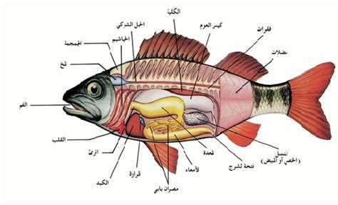 بحث كامل عن الاسماك