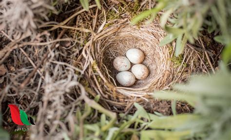 تجلس معظم الطيور على بيضها حتى يفقس، ما السبب؟،الاجابة الصحيحة اعرفها صح