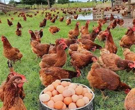 تربية الدجاج البياض في تونس