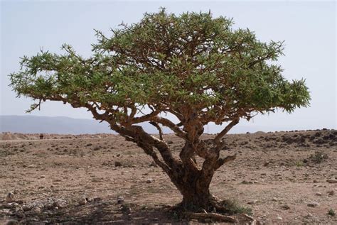 تقرير عن شجرة اللبان العمانية