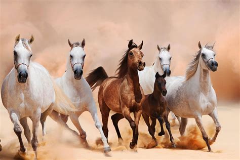 10 صور خيول جميلة عربية وأوروبية رائعة