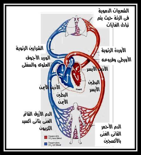 دوران الدم في جسم الانسان