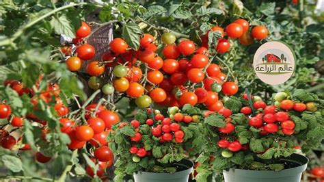 زراعة الطماطم في البيت